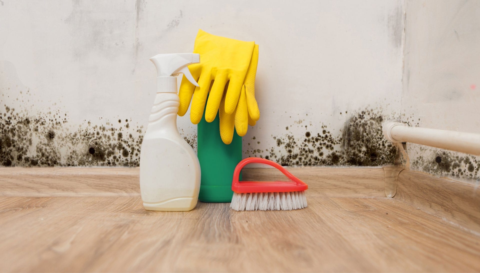 Know About Mold Removal In Sun City Center