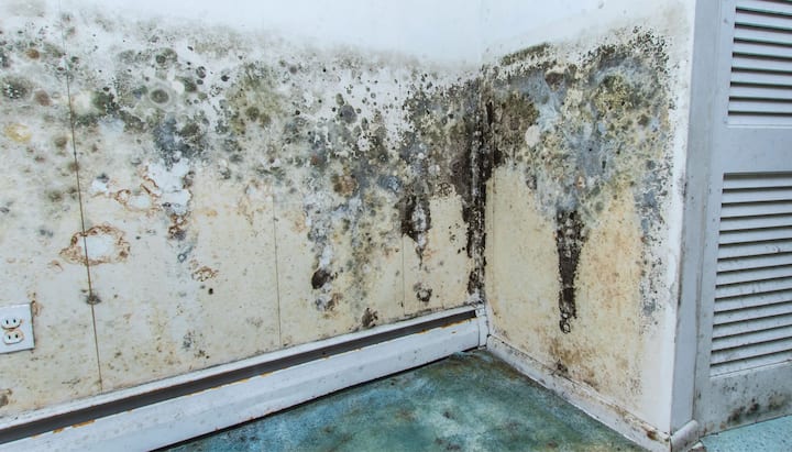 Mold Damage Odor Control Services in Sun City Center